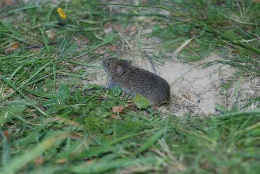 «Франкофест»: обличчя. ФОТО