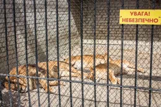 Псевдоєвропейський Луцьк  Або Чому у Рівному кращий зоопарк? ФОТО