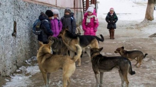Захищаючи тварин, не варто забувати про людей