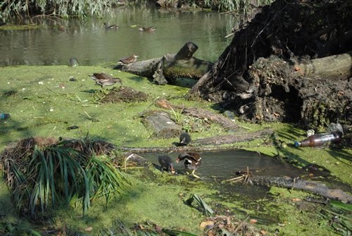 Луцьк. Постпотопельні кадри