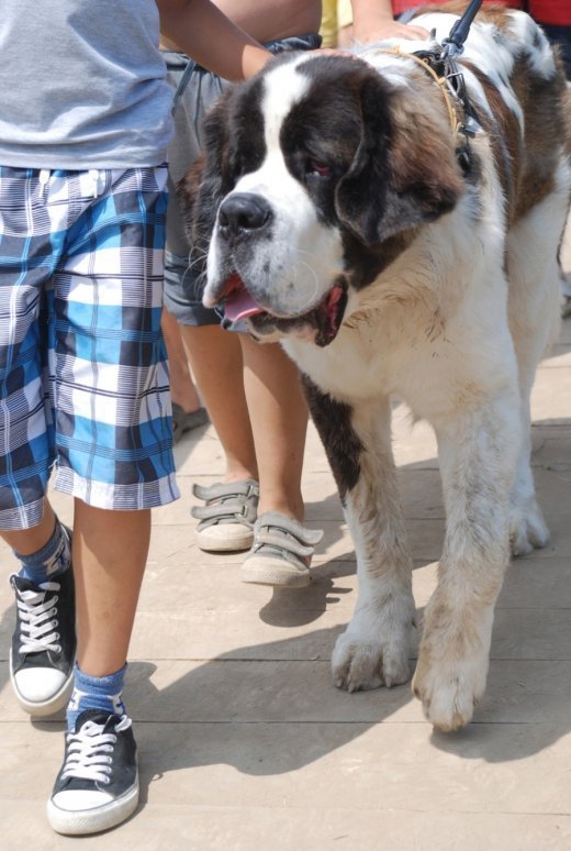 «Франкофест»: обличчя. ФОТО