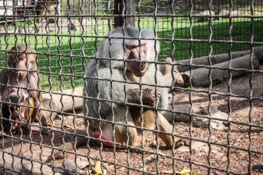 Псевдоєвропейський Луцьк  Або Чому у Рівному кращий зоопарк? ФОТО