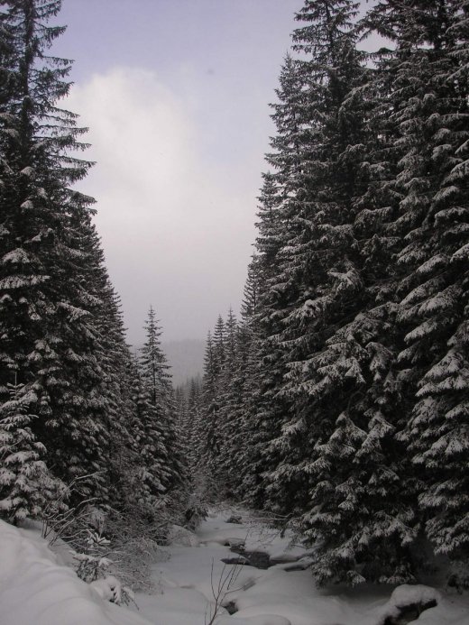 Там, де живе зима