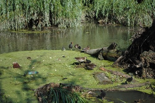 Луцьк. Постпотопельні кадри
