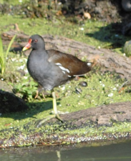 Луцьк. Постпотопельні кадри