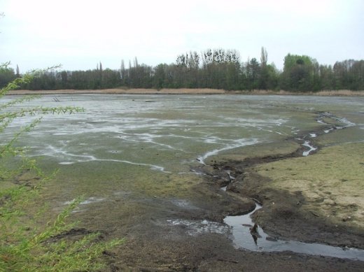 Чому зажурилися журавлі в Рокинівському орнітологічному заповіднику?