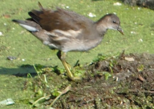 Луцьк. Постпотопельні кадри