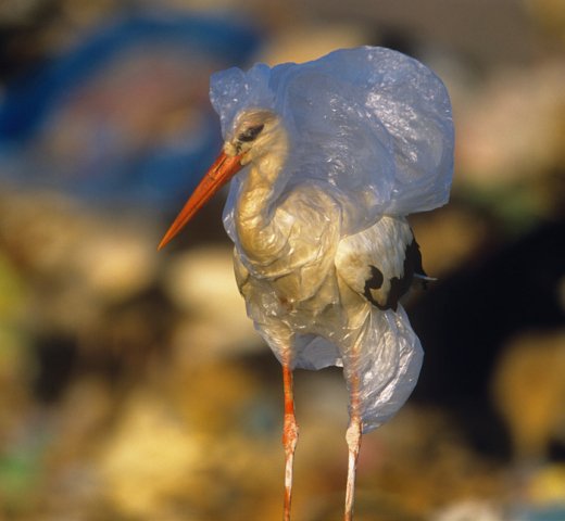 #ВолиньБезПакетів