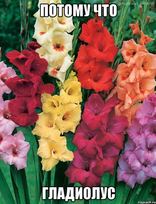 А тому, що гладіолус