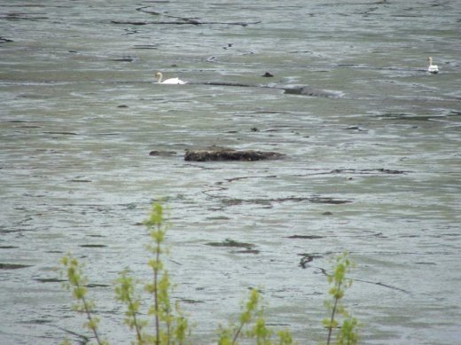 Чому зажурилися журавлі в Рокинівському орнітологічному заповіднику?