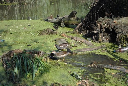 Луцьк. Постпотопельні кадри