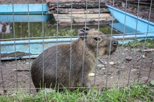 Псевдоєвропейський Луцьк  Або Чому у Рівному кращий зоопарк? ФОТО