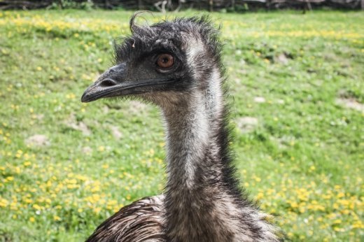 Псевдоєвропейський Луцьк  Або Чому у Рівному кращий зоопарк? ФОТО