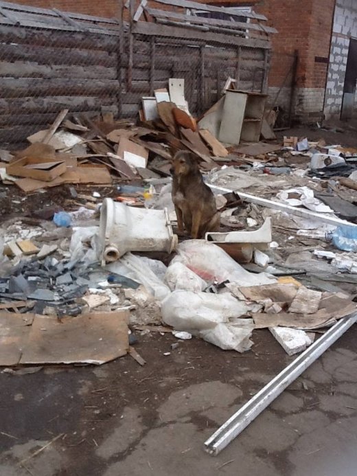 Про КП «Ласка» і його не надто ласкаву діяльність (ч.1)