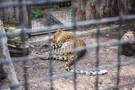 Псевдоєвропейський Луцьк  Або Чому у Рівному кращий зоопарк? ФОТО