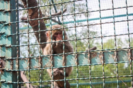 Псевдоєвропейський Луцьк  Або Чому у Рівному кращий зоопарк? ФОТО