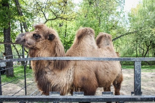 Псевдоєвропейський Луцьк  Або Чому у Рівному кращий зоопарк? ФОТО