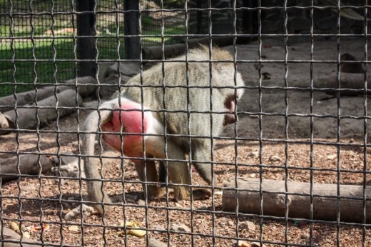 Псевдоєвропейський Луцьк  Або Чому у Рівному кращий зоопарк? ФОТО