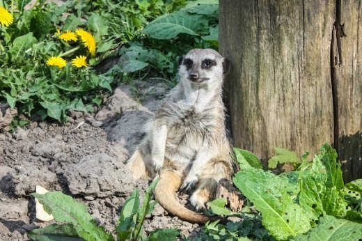 Псевдоєвропейський Луцьк  Або Чому у Рівному кращий зоопарк? ФОТО