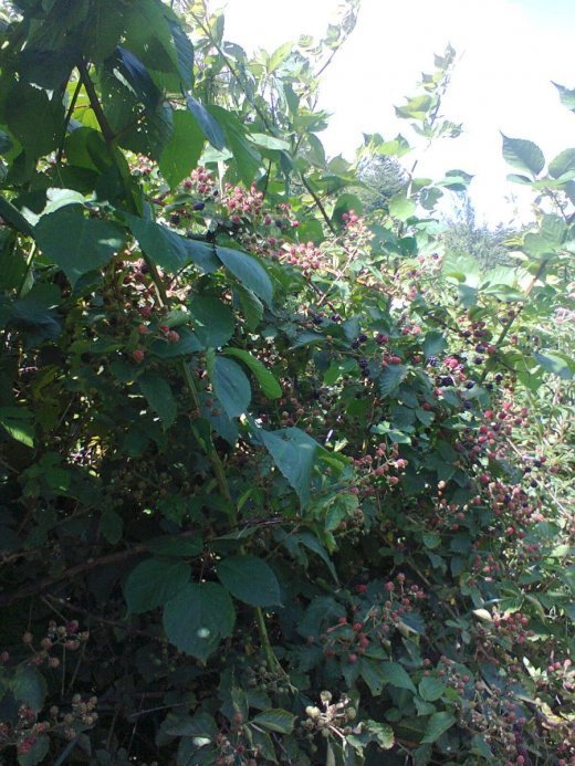 Мандрівка Прикарпаттям. Косівщина