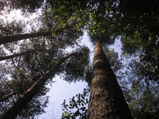 Край волинської ойкумени