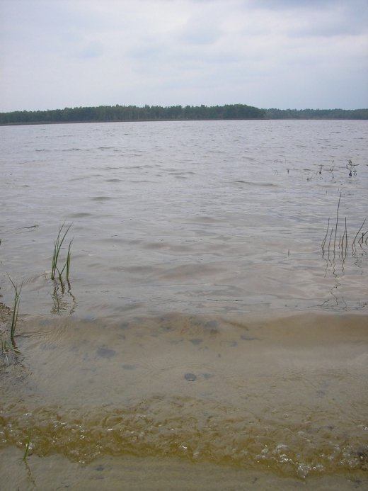 З волинського Полісся з любов’ю 