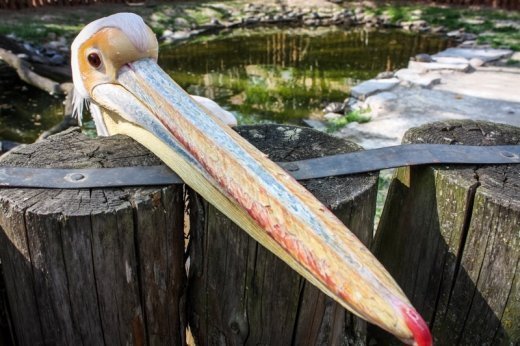 Псевдоєвропейський Луцьк  Або Чому у Рівному кращий зоопарк? ФОТО