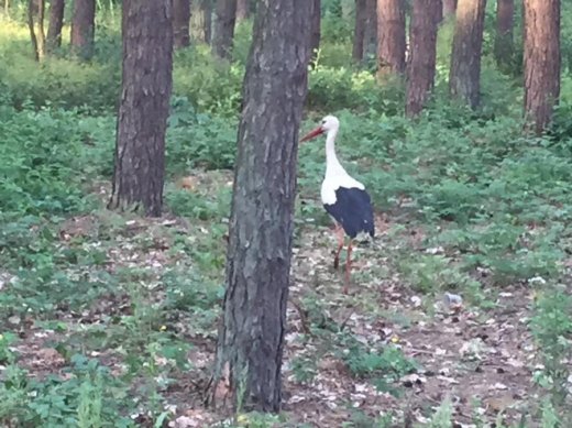 Український туризм: нерозроблена золота жила