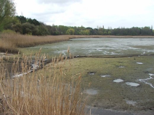 Чому зажурилися журавлі в Рокинівському орнітологічному заповіднику?