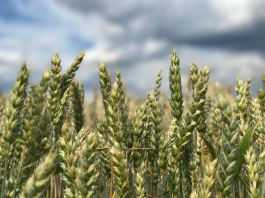 Мир в Кайдашевій сімї: українські реалії