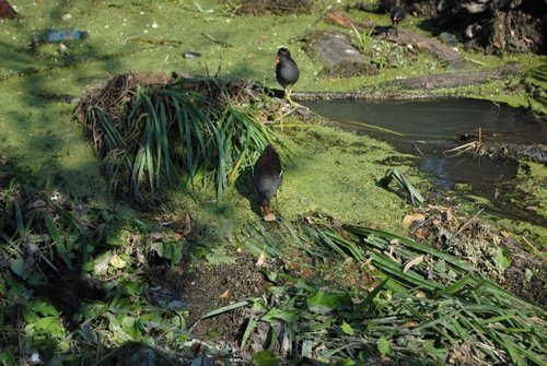 Луцьк. Постпотопельні кадри