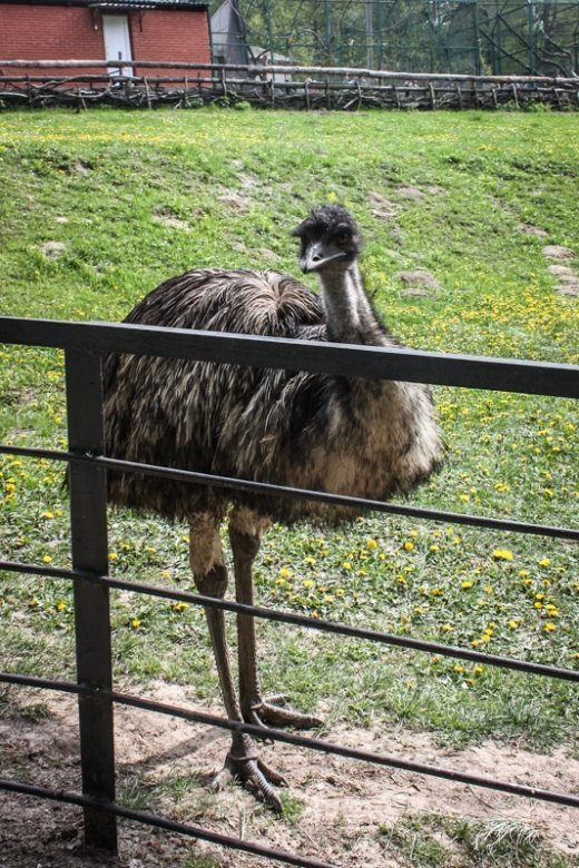 Псевдоєвропейський Луцьк  Або Чому у Рівному кращий зоопарк? ФОТО