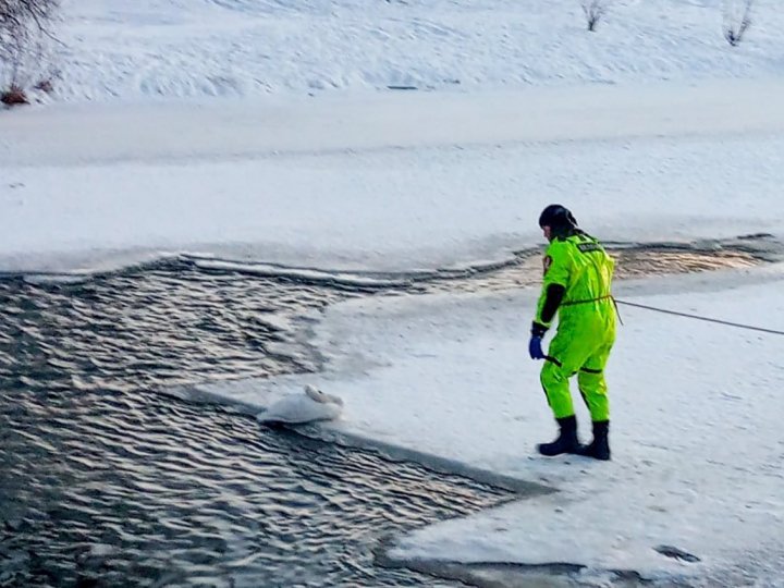 Із крижаної пастки у Луцьку бійці ДСНС врятували знесиленого лебедя