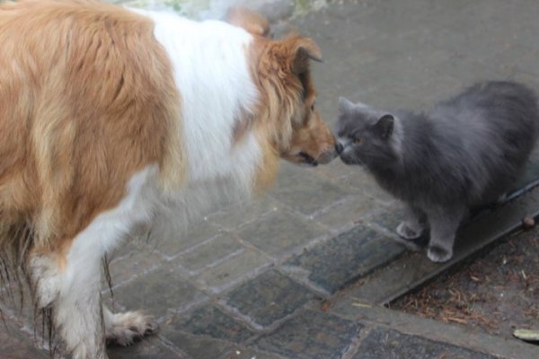 День закоханих у Луцькому зоопарку. ФОТО 