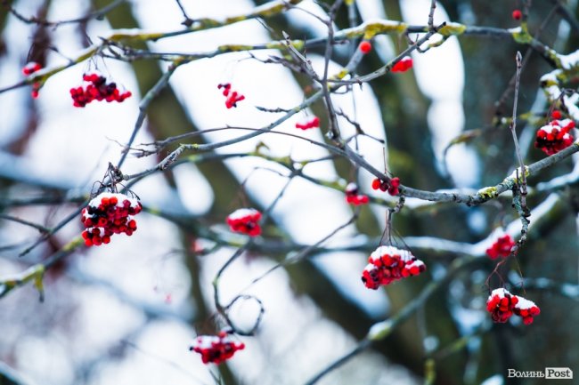 Парк 900-річчя Луцька під першим снігом. ФОТО
