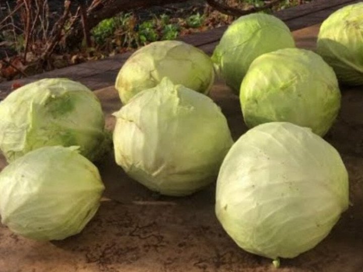 Як зберегти капусту свіжою в погребі до самої весни: простий лайфгак