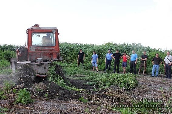 Під Луцьком знайшли майже сто гектарів конопляного поля. ФОТО. ВІДЕО