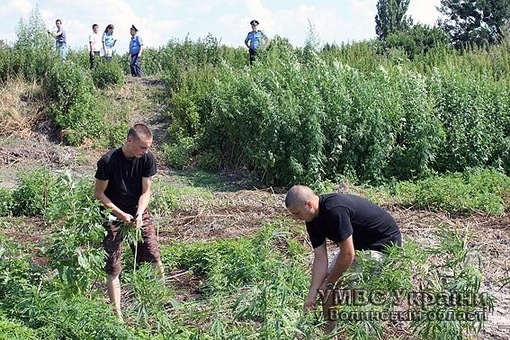 Під Луцьком знайшли майже сто гектарів конопляного поля. ФОТО. ВІДЕО