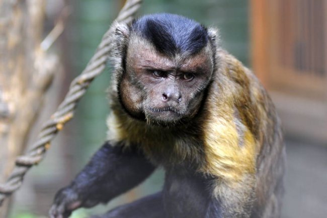 Ліниві леви і грайливі мавпочки: яскраві фото з Луцького зоопарку