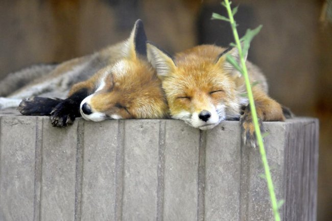 Ліниві леви і грайливі мавпочки: яскраві фото з Луцького зоопарку