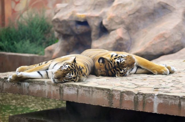 Ліниві леви і грайливі мавпочки: яскраві фото з Луцького зоопарку
