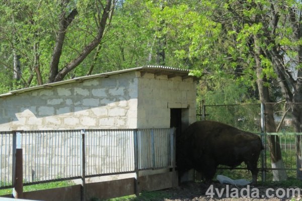 Одинокий бізон з облізлою шерстю пробує заховатися від пекучого сонця