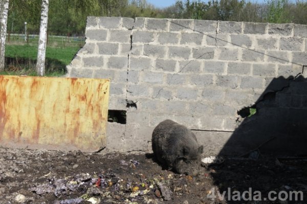 Дикий кабан у багнюці перебирає картонні коробки від яєць, гнилі помідори, капусту