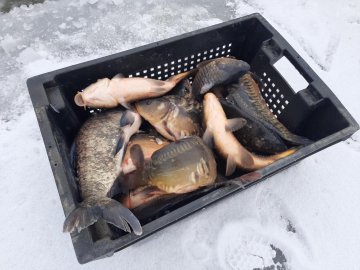 На Волині до водосховища вселили понад 2 тонни цінних видів риб. ФОТО