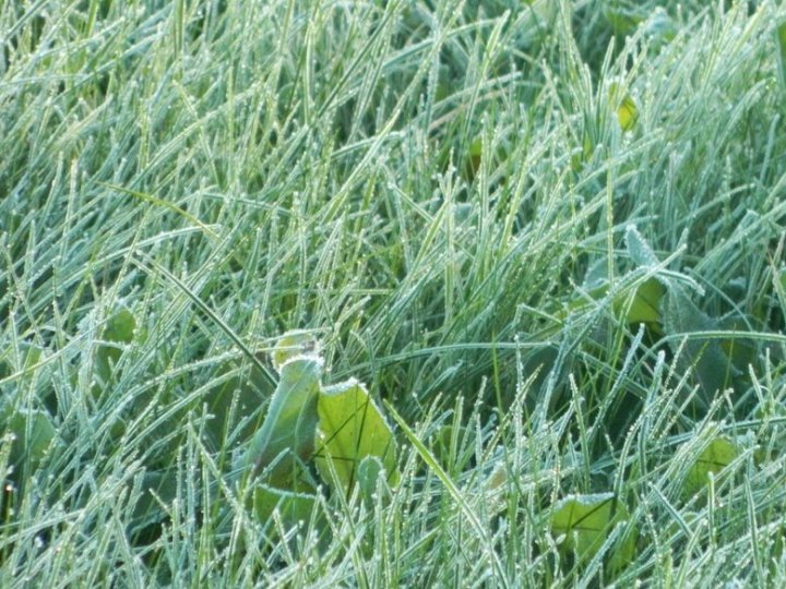 Синоптики попередили волинян про заморозки