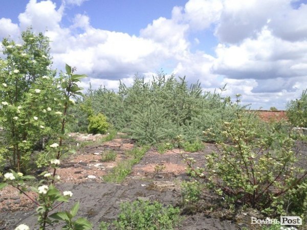 Повітряний ліс на луцькому будинку. ФОТО