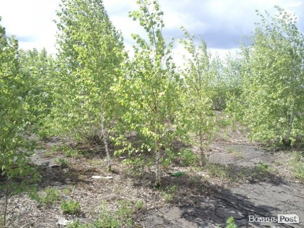 Повітряний ліс на луцькому будинку. ФОТО