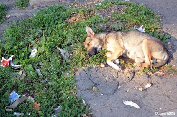 А на Володимирській декому так добре спиться. Як тут не посміхатися?! :) 
