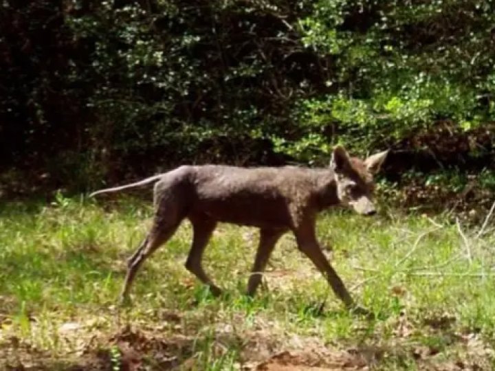 «Чупакабра» повернулась: в Україні знову говорять про містичну істоту. ВІДЕО