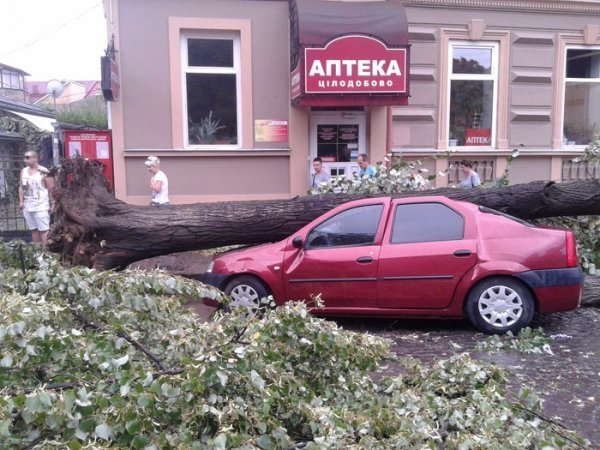 Наслідки вчорашнього буревію в Ужгороді: повалені дерева, пошкоджені автівки.  ФОТО